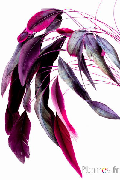 Coquetip - 20-25 cm - fuchsia-bruin